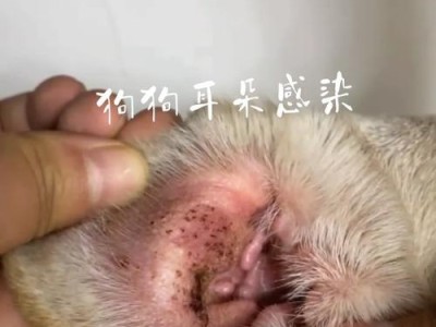 斗牛犬胃炎的症状及治疗方法（了解斗牛犬胃炎的常见症状和有效治疗方法）