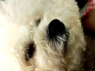 狗鼻子上的褪色问题及解决方法（探究狗鼻子褪色的原因与如何恢复鲜艳）