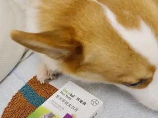 狗狗驱虫方法及注意事项（保护宠物狗的健康，有效进行驱虫）