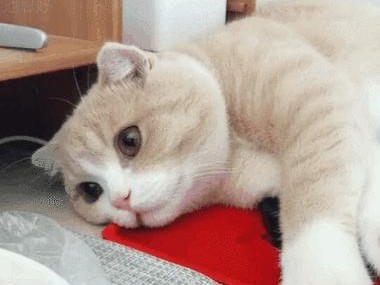 揭秘猫腹式呼吸（探索猫腹式呼吸如何影响猫咪的健康和行为）