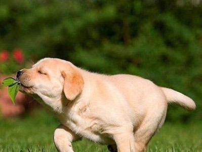 如何培养一只健康快乐的狗狗？（日常生活中的训练技巧和注意事项）