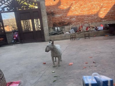 牛头梗的血系多样性及其特点剖析（了解牛头梗犬种的血统背景和特征，选择适合的宠物伴侣）