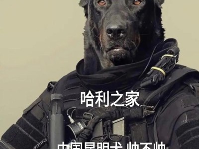 如何养护健康的昆明犬？（从日常饮食到健康状况，看这里！）