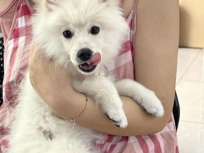 以萨摩两个月的成长为主题的文章（探寻萨摩犬成长的秘密）