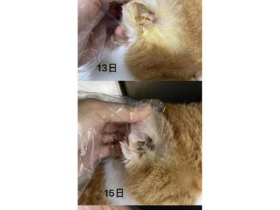 猫猫黄疸的治疗和护理费用及注意事项（了解猫猫黄疸的治疗费用和护理要点，保护您的爱宠健康）