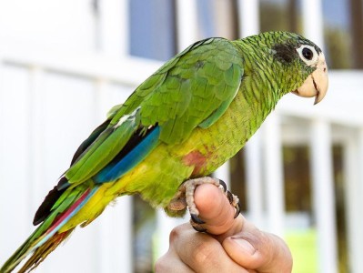 帝王亚马逊鹦鹉的养护（如何正确养护帝王亚马逊鹦鹉？）