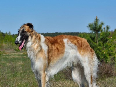 以苏俄牧羊犬为宠物的饲养方法（从萌宠到牧羊专家，打造完美的苏俄牧羊犬生活）