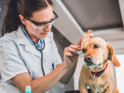 如何给贵宾犬清洁耳朵？（全面保护爱宠的耳朵健康）