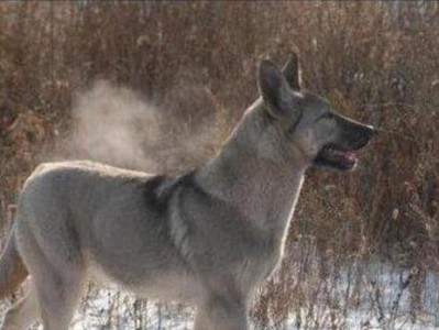 狼青犬的饲养方法（打造忠诚守护神——以狼青犬为例）