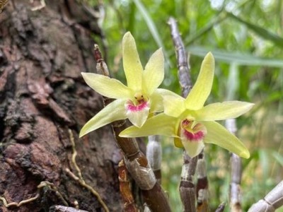 以斯氏高山鼠平的饲养指南（宠物饲养技巧分享，让你的高山鼠平更健康快乐）