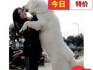 大白熊犬饲养宝典（从喂食到训练，全面掌握大白熊犬养护技巧）