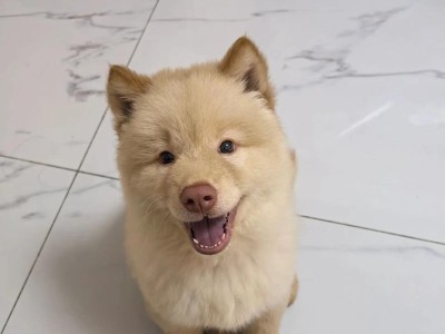 如何训练土狗大小便？（有效训练土狗定点大小便的方法与技巧）