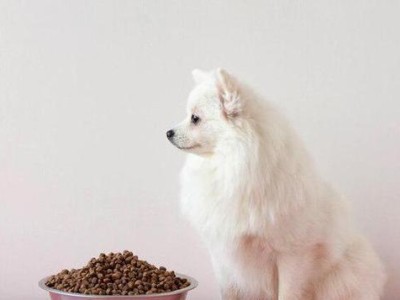 以萨摩耶狗怀孕期间的饮食指南（健康饮食有助于以萨摩耶狗的怀孕和幼崽发育）