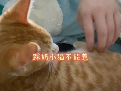 为什么我养的小猫都不会踩奶？（探讨小猫不会踩奶的原因及可能的解决方法）