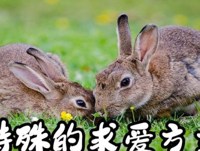 东部棉尾兔的饲养方法（如何打理健康可爱的宠物棉尾兔？）