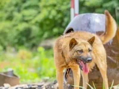 中华田园犬的饲养方法（从食物到训练，一步步教你如何养好中华田园犬）