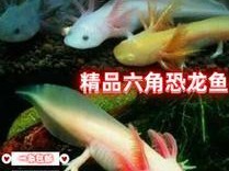 斑马贝养殖指南（以宠物为主，让斑马贝成为你的好伴侣）