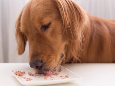 狗狗吃鸡蛋应该如何正确选择蛋黄和蛋清？（正确饮食保障狗狗健康的小窍门）