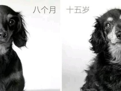 狗狗不想吃饭的原因及解决方法（探索狗狗食欲不振的成因，为你提供实用建议）