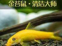 斑马贝的饲养方法（打造良好水生环境，科学养殖斑马贝）