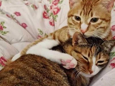 分开两只猫咪会记忆多久？（探究猫咪离别记忆的时间长度）