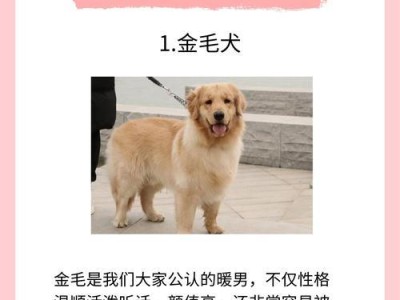 如何选择适合的博美犬（要注意的关键因素和技巧）