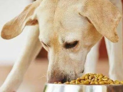 探究狗狗为何偏爱吞咽狗粮？（解密狗粮成为狗狗食物首选的原因及影响）