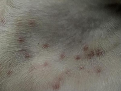 狗狗严重过敏需打什么针？（探索缓解狗狗过敏的有效药物）
