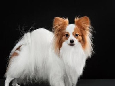 蝴蝶犬（可爱、友善、适应力强，蝴蝶犬是家庭的理想选择）