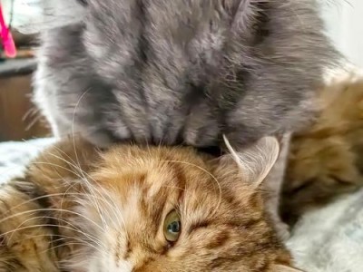 猫咪的生育期（猫咪生育的奇妙过程与关键因素）