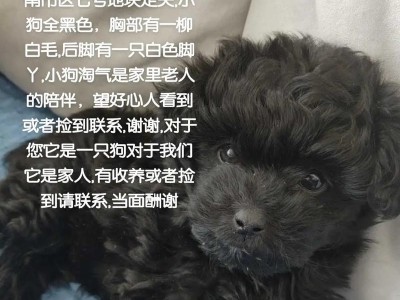 适合陪伴老人的犬种（选择最合适的犬种给亲爱的老人带来陪伴和快乐）