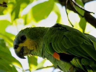 橙翅亚马逊鹦鹉的饲养指南（打造幸福宠物生活的全方位指南）