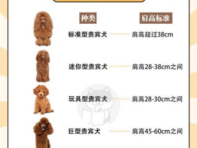 科学喂养成年泰迪（为宠物狗提供健康的饮食，让泰迪保持理想体重）