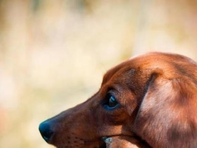 照顾腊肠犬孕育的重要性（了解生育前的准备工作及常见问题解答）