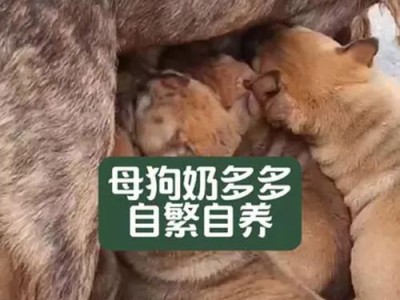 母狗哺乳期结束后的奶量变化（探究母狗断奶的时间和过程）