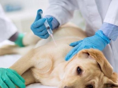 狗狗打了疫苗可以洗澡吗？（如何保障狗狗的健康和安全？）