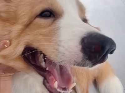 边牧犬的饮食癖好探秘（以边牧馋什么都吃为主题的饲养宝典）