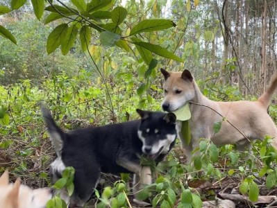 探究适合抓竹鼠的狗种（寻找最佳竹鼠捕猎伙伴的关键）