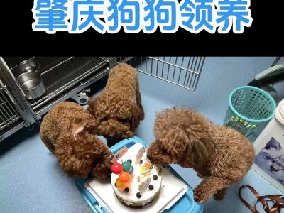 揭秘贵宾犬的价格之谜（价格受血统、体型、品相、毛色等因素影响）