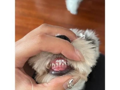 雪纳瑞的牙齿保健指南（如何正确打理你的宠物的口腔健康）