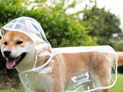 训练宠物狗狗的注意力（培养狗狗专注力，让它变得更聪明）