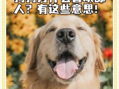 狗狗为何频繁舔舐身体部分？（探究狗狗舔舐自身的原因与解决方法）