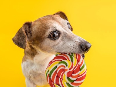 狗狗吃糖，坏处多多（糖分过高影响健康、易患牙病、容易发胖等）