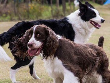 为何英国史宾格犬这么冷门？（揭秘史宾格犬的独特性格和养护技巧）