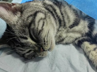 猫的结扎手术（详解猫咪结扎手术的愈合时间和注意事项）