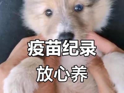 全面了解狗狗预防针的重要性（保护狗狗健康，预防疾病的关键措施）