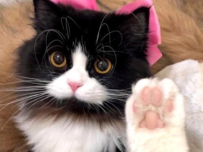 奶牛猫（了解奶牛猫的特点和饲养要点）