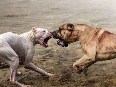 比特犬为什么爱打架？（探究比特犬攻击性行为的原因及预防方法）