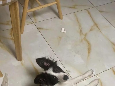 边牧幼犬感冒的治疗与护理（预防感冒是关键，饮食调理是重点）