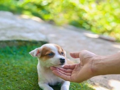 小狗狗喜欢主人的表现（宠物狗的感情表达方式及解读）